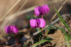 cyclamen-4845332_1920